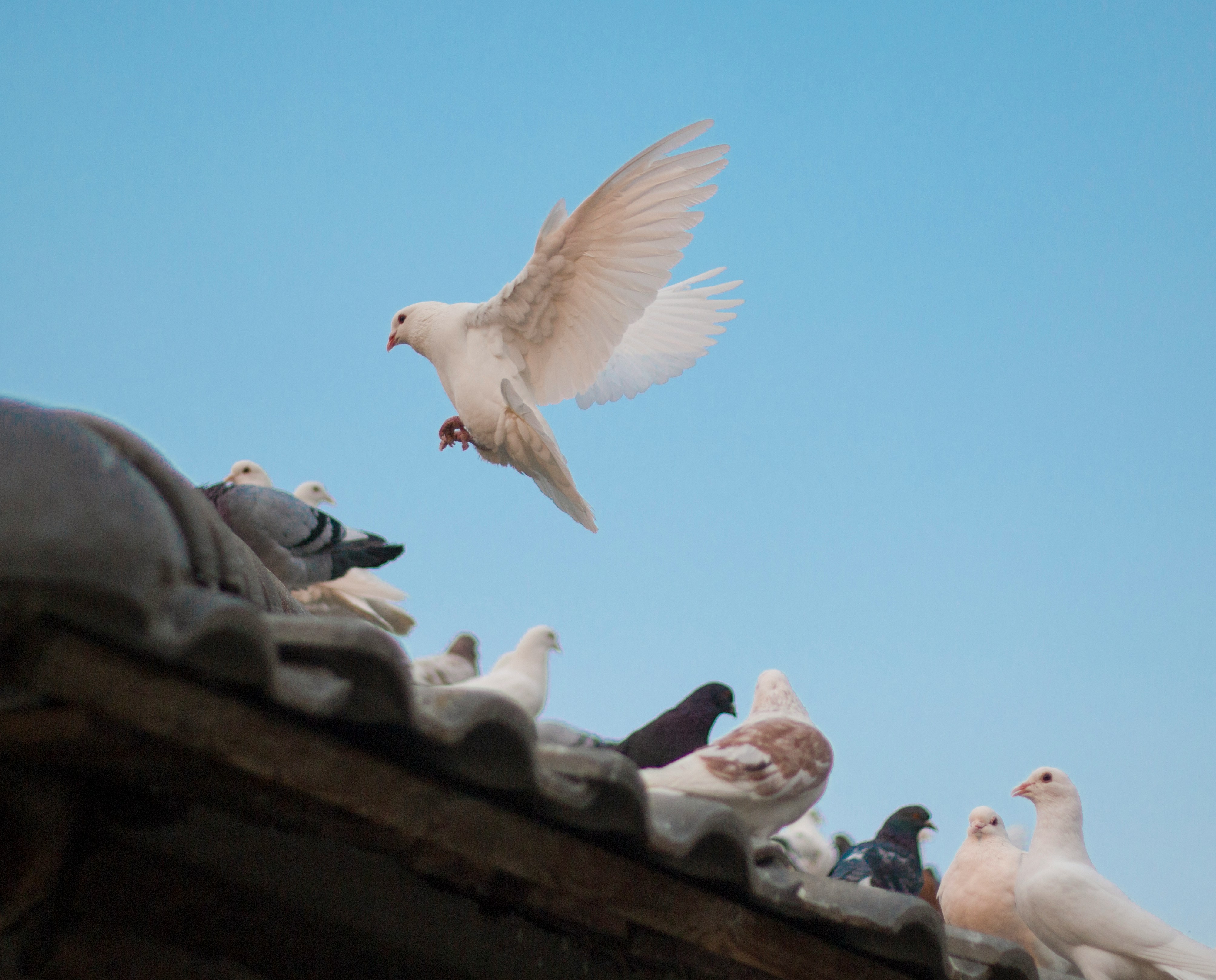 Bunch of Doves on a roof